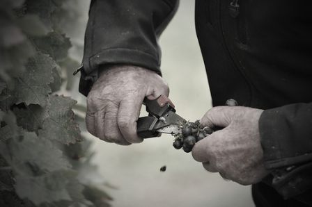 Des vins primés au Trophée du Savoir Faire Vignerons 2013