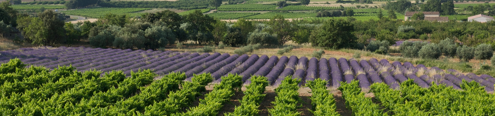 Vignobles de la Vallée du Rhône