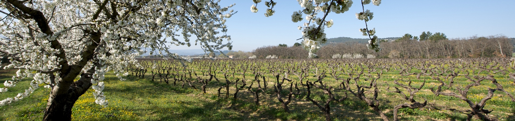 Les Rosés