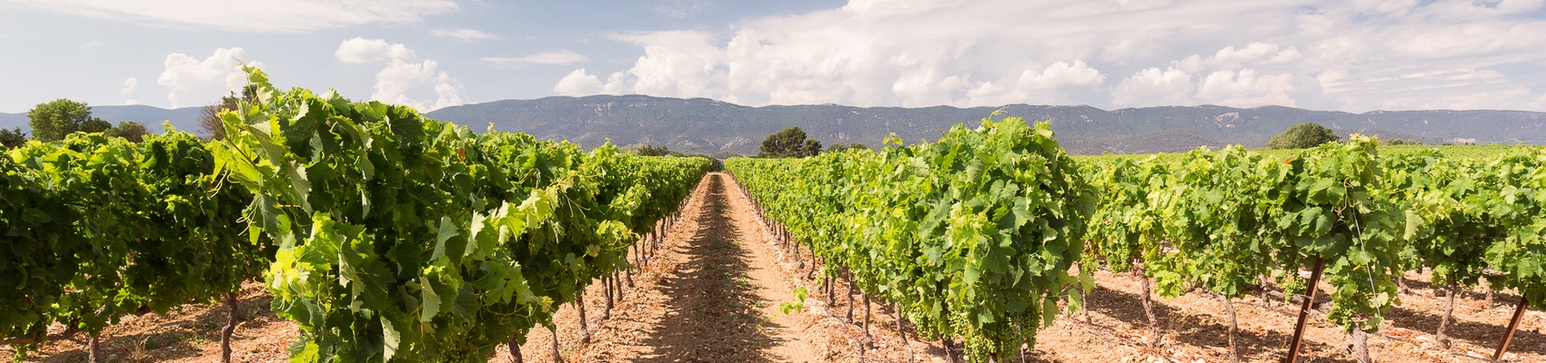 Vignoble du Ventoux