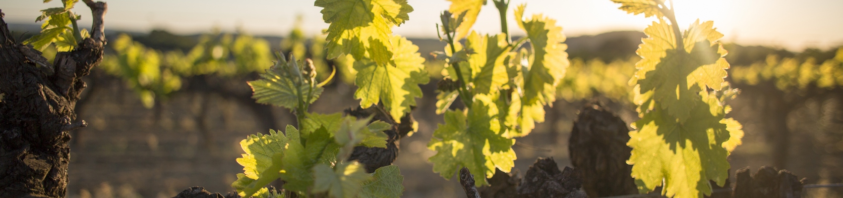 Caves de vinification