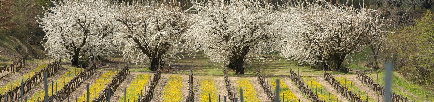 Cuvées Essentielles