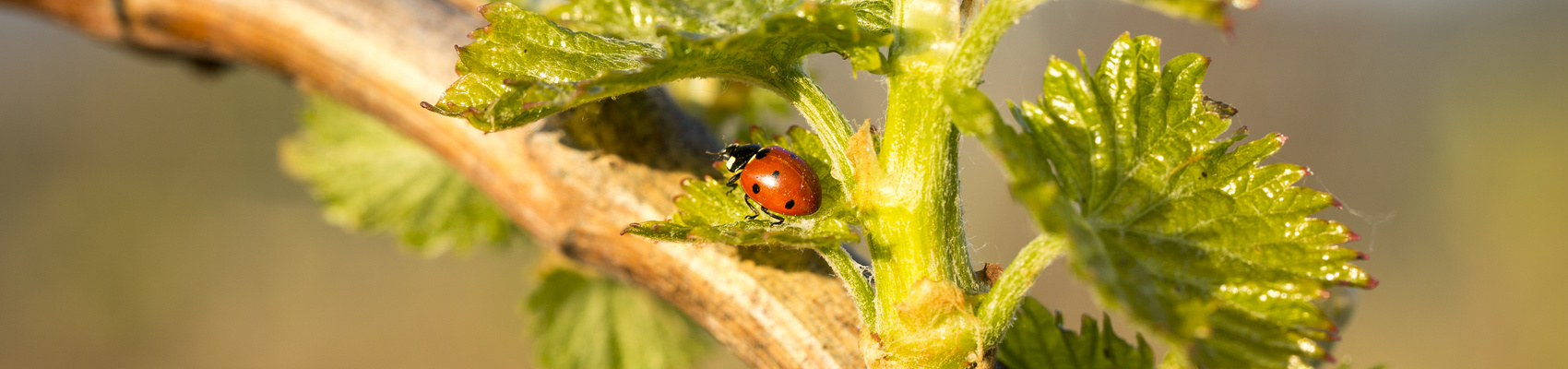 Cuvées Biosphères